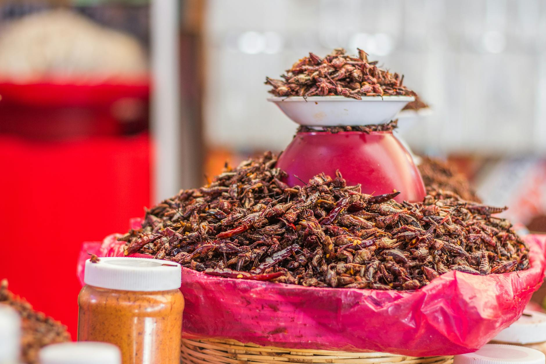 people eating insects