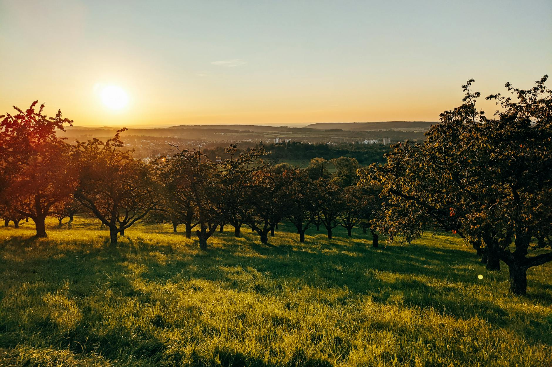 mostviertel cider orchards landscape