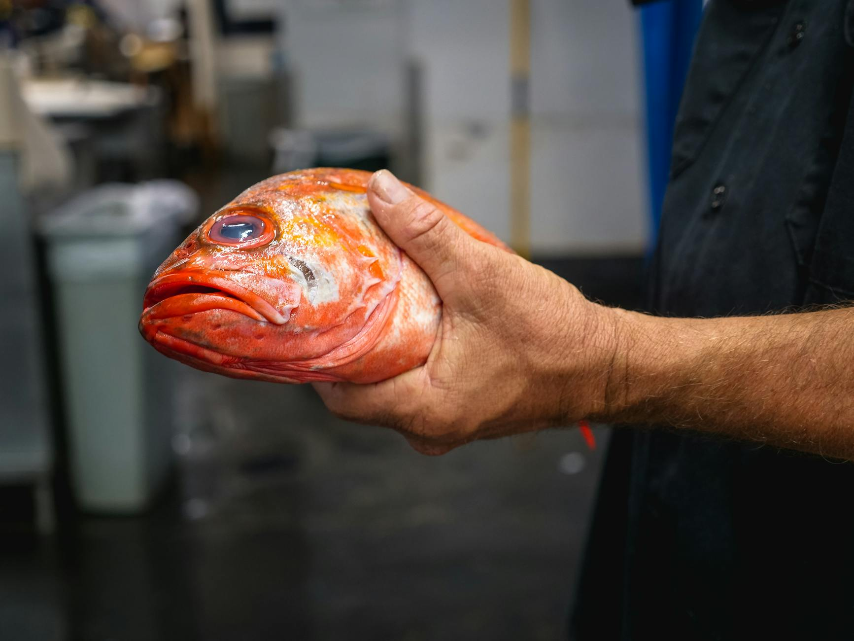 chef holding fresh fish