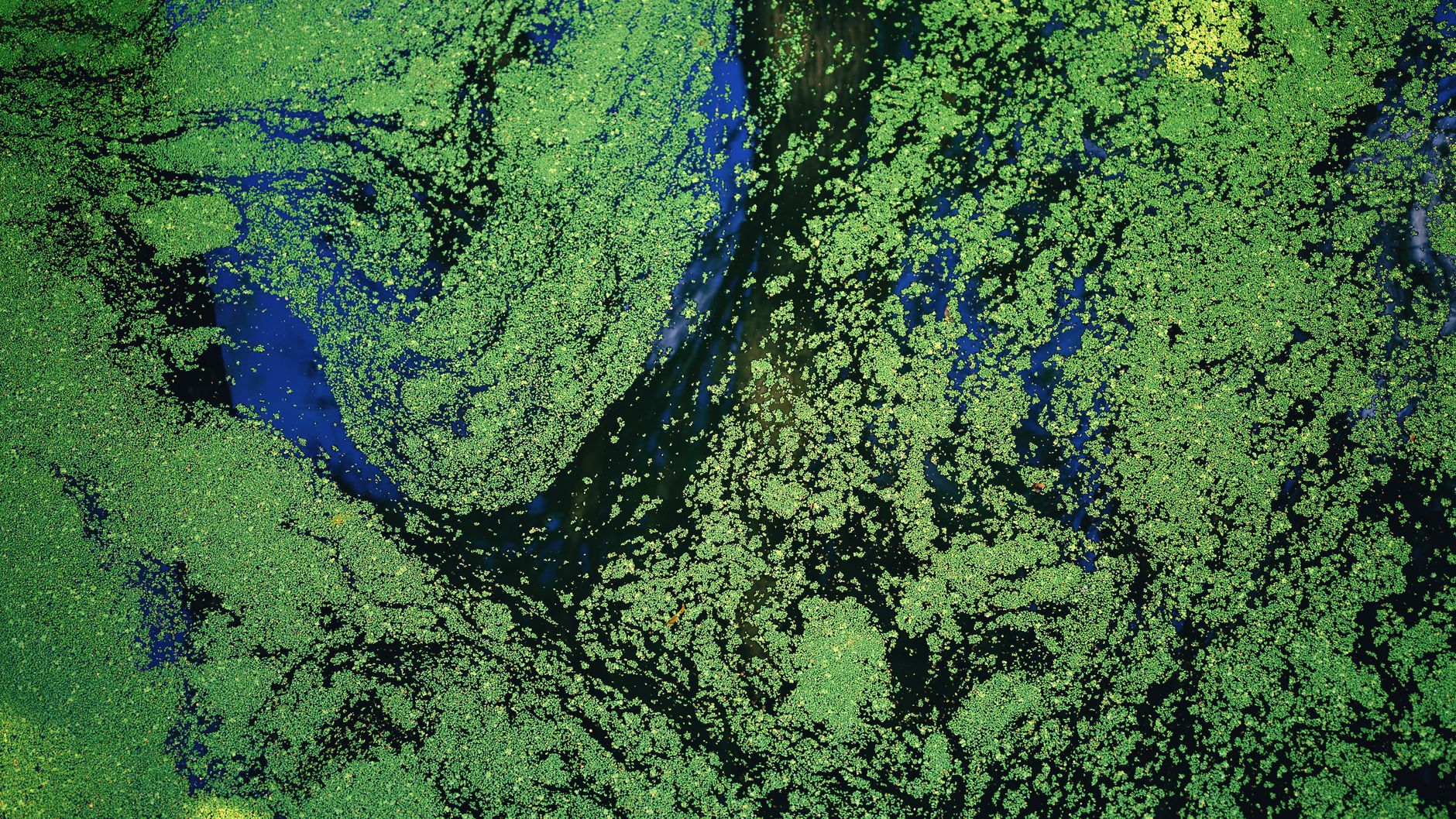 microalgae cultivation Austria