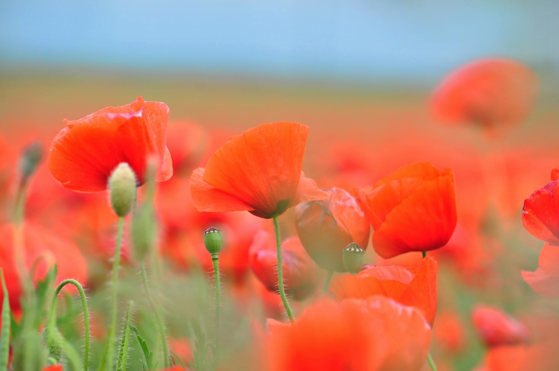 poppy field austria