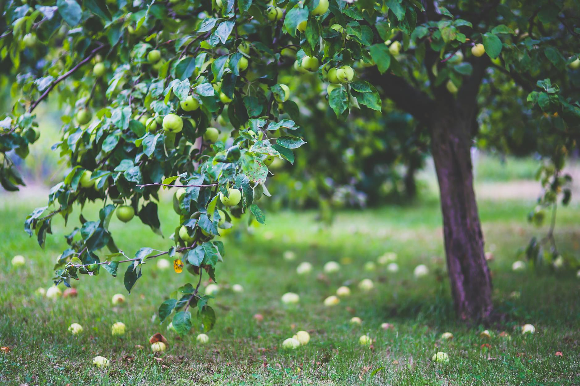 mostviertel cider orchards landscape