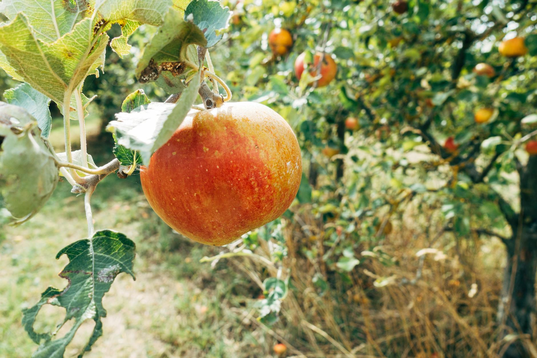 mostviertel cider orchards landscape