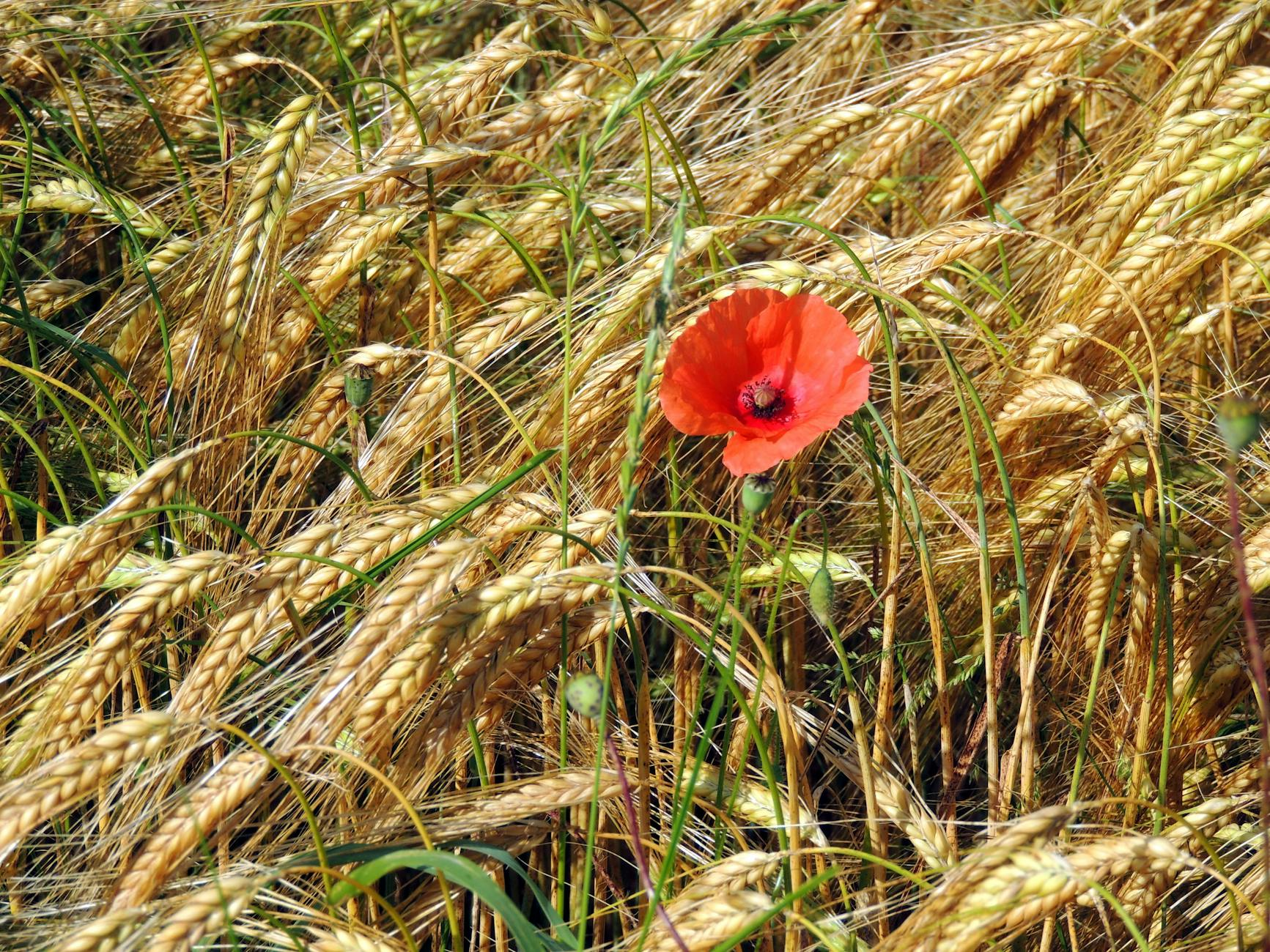 poppy field austria